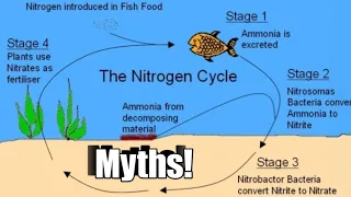 Debunking Some Myths about the Nitrogen Cycle. #aquarium #fishroom