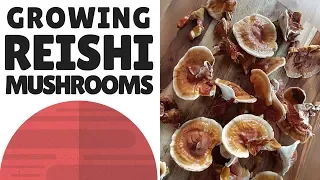 Growing Reishi Mushrooms At Home