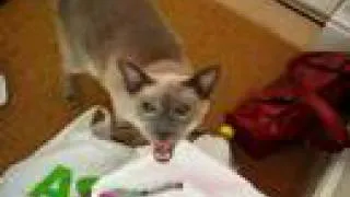 noisy siamese cat