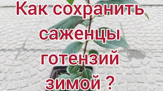 Отвечаю на частый вопрос по сохранению саженцев,черенков зимой👌