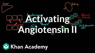 Activating angiotensin 2 | Renal system physiology | NCLEX-RN | Khan Academy