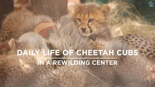 16 minutes with cheetah cubs from rewilding center