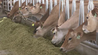 Oregon is home to the largest dairy in the nation, here's a look inside