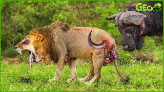 30 terrifying moments The Lion King's Most When Attacked By Africa's Most Dangerous Prey