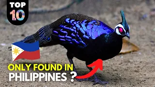 10 RARE Animals Only Found in the Philippines 🇵🇭