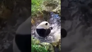 PANDA SPLASHING WATER | PANDA PLAYING THE WATER | #panda #pandaplay #short #shortvideo #viral