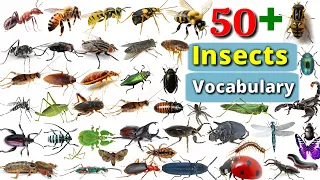 Insects Vocabulary In English || 50+ Insects & Bugs Name In English With Pictures || INSECTS NAME