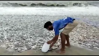 Due to HEAVY 🌀MICHAUNG CYCLONE,🐠🐋🐟FISHES are coming along with high waves in Visakhapatnam Beach￼