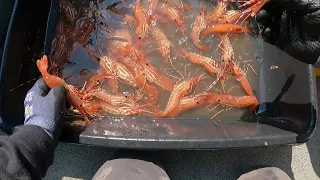 Spot Shrimp Puget Sound