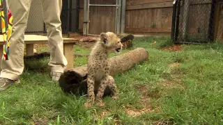 Savanna Cheetah Cub and Puppy Max Play - Cincinnati Zoo