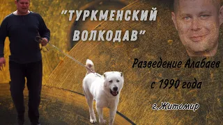 Питомник собак / САО / Туркменский волкодав / Breeders Alabai