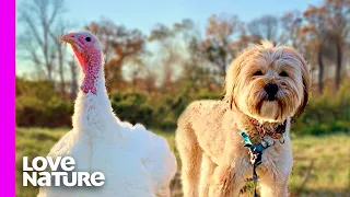 Rescued Dog And Turkey Receiving A Second Chance At Life | Oddest Animal Friendships