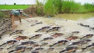 Best Catching A lot fish Run Up water after Raining - Style Fisherman Catching & Catfish