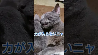 寝落ちする顔が可愛い灰色猫さん💕 Cute gray cat falling asleep. #灰色猫 #子猫のいる生活 #寝落ち