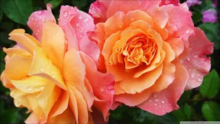 Billy Joe Royal/Lynn Anderson - Rose Garden (Guitar Instrumental Version played by Chris Hampton)