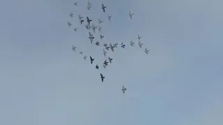 Голуби" Жакшы учуп ойногон Кептерлер 🕊🕊🕊