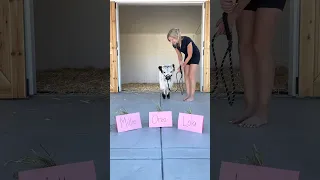 Baby cow chooses her forever name! #shorts