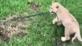 Tug-o-War Between Lion Cub and Dog!