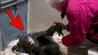 A 59-year-old dying chimpanzee's reaction to the arrival of her old friend captivated the world!