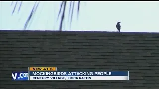 Mockingbirds attacking people