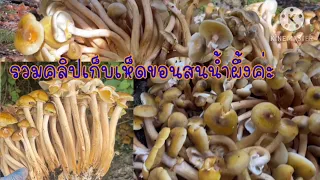 รวมคลิป เก็บเห็ดมาให้ชมกันอีกครั้ง #เห็ดขอนสนน้ำผึ้งป่าอังกฤษ