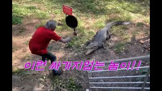 Ep.154 이런 싸가지 없는 놈!!! 악어 뚝배기 날리기, 우리 호랑이는 안물어요!! Hitting the head of an alligator