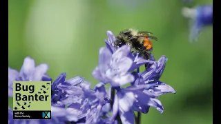 Episode 12: Bumbling Through Nature: Exploring the Life History and Community Science of Bumble Bees