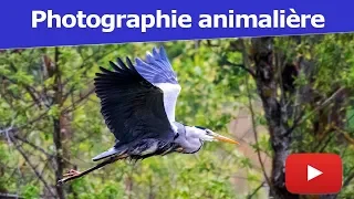 Photographier un oiseau en vol avec Alexandre - Coaching Photo S01-E02