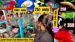 Recent Aquarium Fish Price Update | Galiff street Fish Market | Galiff Street new video 30 Apr 2023