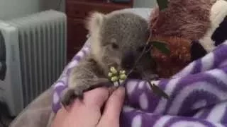 koala joey's most adorable home video of all time