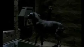 Dobermans in movie -- 32 (part 1) -- Доберманы в кино