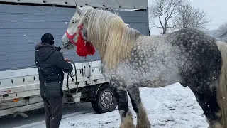 🔥ПАРИЖ 🔥ЖЕРЕБЕЦЬ НА ПАРОВКУ НА ПРОДАЖУ КОНІ ВАГОВОЗИ КОНІ В УКРАЇНІ🐴💪🔥