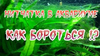 НИТЧАТКА В АКВАРИУМЕ. КАК БОРОТЬСЯ !?