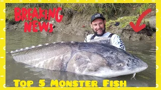 Top five giant fish 250/450 lbs fishing around the world - 4K by Yuri Grisendi