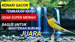 Kenari Gacor | Tembakan Rapat Isian Super Mewah | Masteran Kenari Juara #kenarigacor #kicaumania