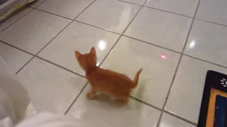 Four Week Old Foster Kittens Chasing Red Laser Pointer Dot - Super Cute!