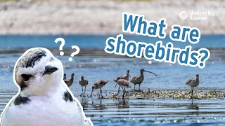 Shorebirds 101 | What are shorebirds?