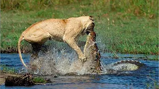 Crocodile Attacks Lion Crossing The River - Crocodile Vs Lion