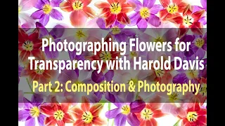 Photographing Flowers for Transparency | Part 2: Composition and Photography | February 27, 2021