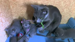 Смешное видео про кошку и котят