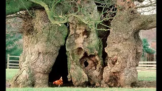 Britain's Ancient Trees