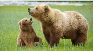 Documentary Bears 2017 HD - Grizzly X Bear Polar Bear Hybrid 1080 HD