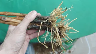 rooting of grape vines on the windowsill // rooting of vines