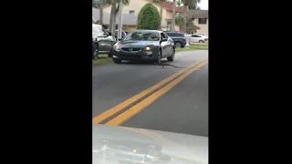 Iguana Almost Got Ran Over By A Car While Crossing The Street