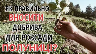 АЗОТ ЧИ ФОСФОР?/Що треба вносити першим для укорінення РОЗСАДИ ПОЛУНИЦІ?Добрива для молодої полуниці