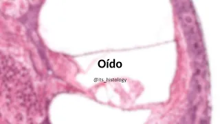 Oído - its.histology