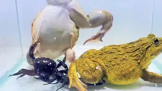 Amazing!! Asian Bullfrog With Big Crab & Scorpion! Asian Bullfrog Live Feeding