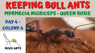 Keeping bull ants - Myrmecia nigriceps - Queen Rosie - Day 4 of Colony Week