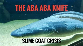 The Aba Aba Knifefish: SLIME COAT CRISIS