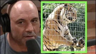 Joe Rogan | Zoo's Are Animal Prisons!!